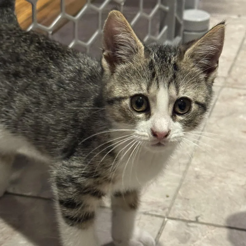 A baby medium-sized female Tabby (Gray / Blue / Silver) Domestic Short Hair cat named Willow for adoption in East Amherst, NY
