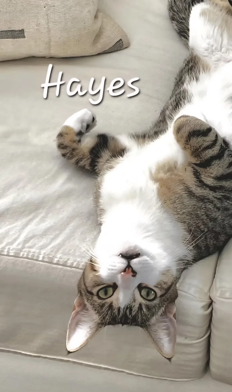 A young large-sized male Gray & White Domestic Short Hair cat named Hayes for adoption in Redondo Beach, CA