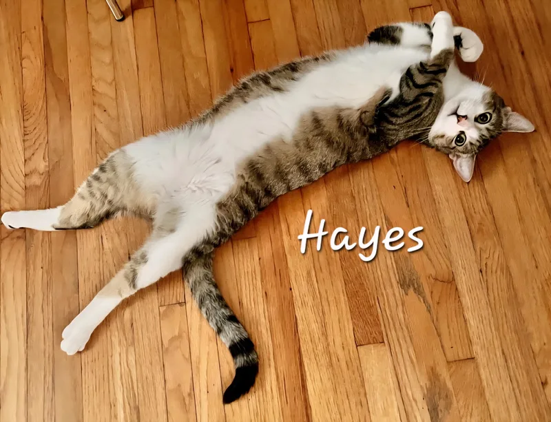 Hayes thumbnail 2
