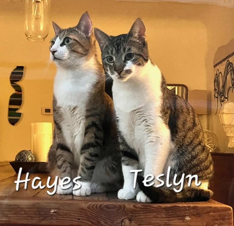 Hayes thumbnail 3