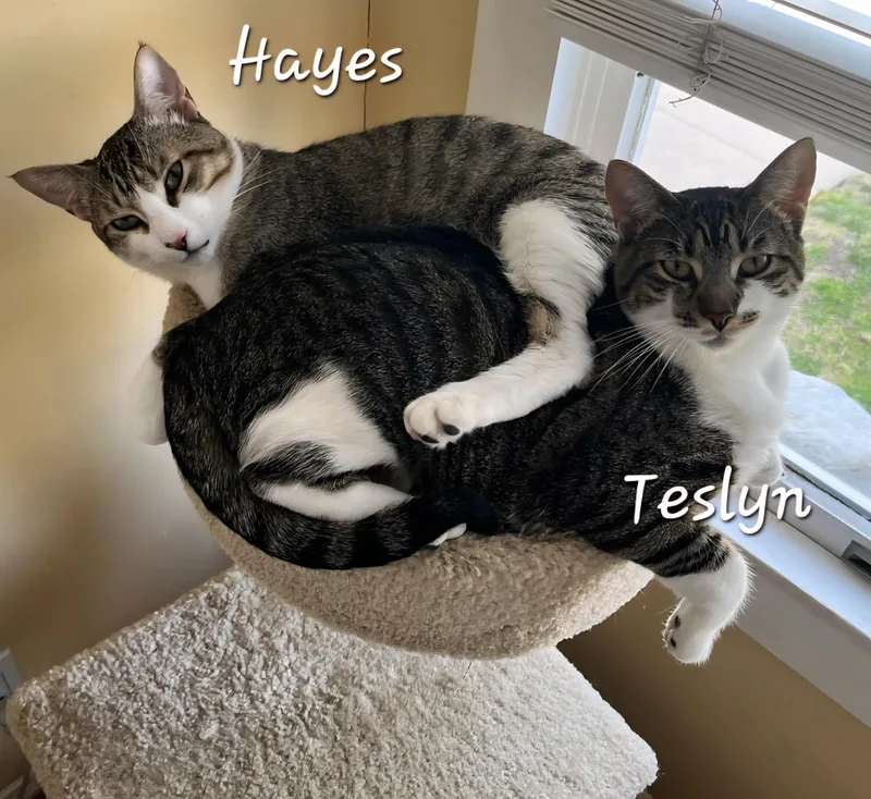 Hayes thumbnail 4