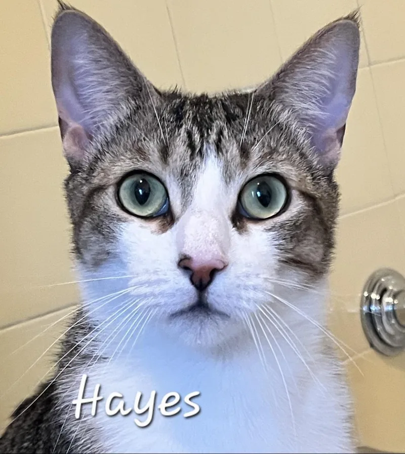 Hayes thumbnail 5
