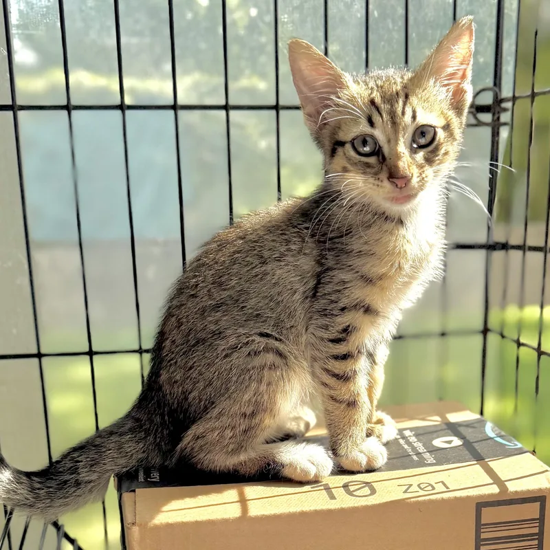 A baby small-sized male Tabby (Brown / Chocolate) Domestic Short Hair cat named The Little Tramp for adoption in Homestead, FL
