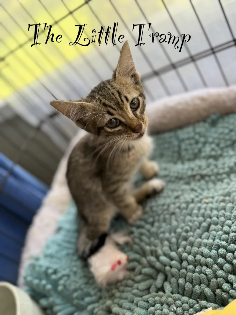 The Little Tramp thumbnail 3