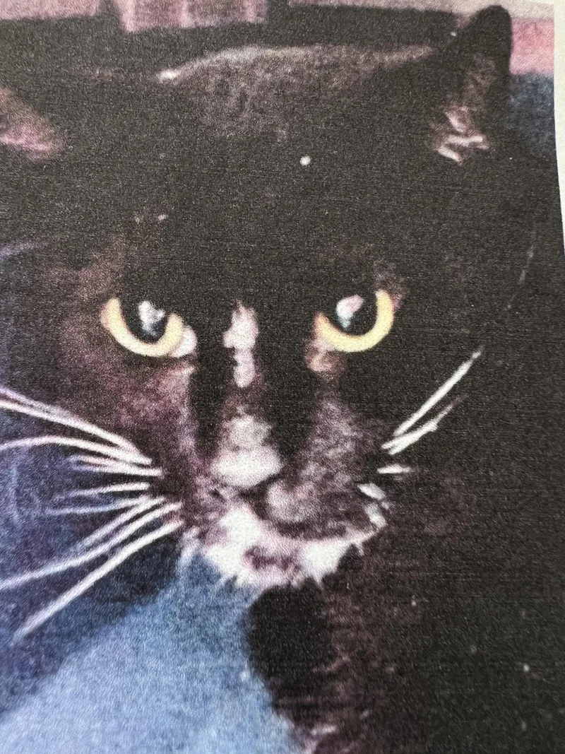 An adult medium-sized male Black & White / Tuxedo Domestic Short Hair cat named Domino for adoption in New Windsor, NY