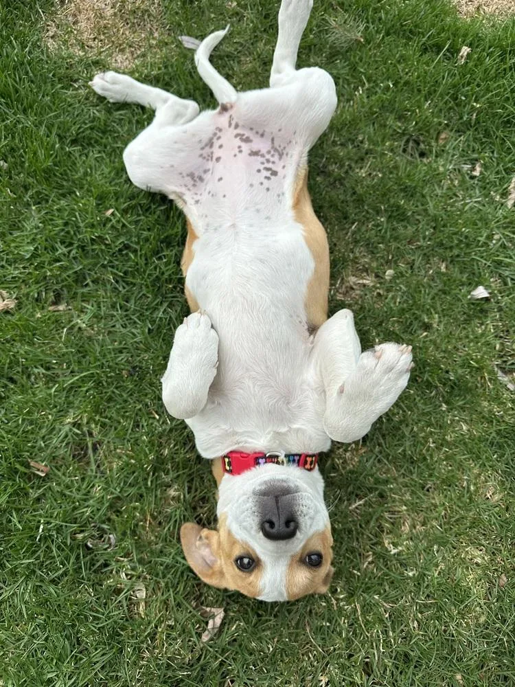 A baby medium-sized female White / Cream Mixed Breed dog named Phoebe for adoption in Union Grove, WI