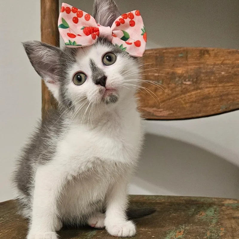 A baby small-sized female Gray / Blue / Silver Domestic Short Hair cat named Fawn for adoption in New Albany, OH