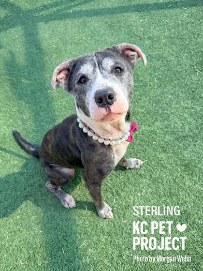 An adult large-sized female Gray / Blue / Silver Pit Bull Terrier dog named Sterling for adoption in Kansas City, MO