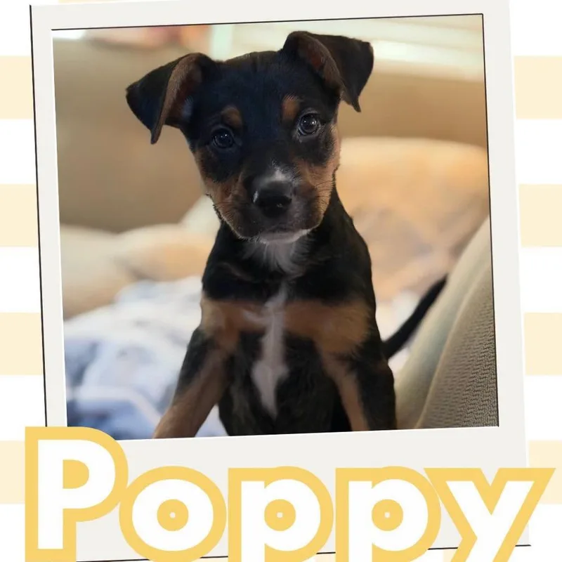Poppy