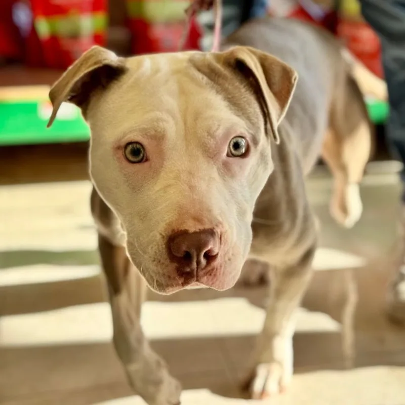 An adult medium-sized female White / Cream American Staffordshire Terrier dog named Grace for adoption in Chicago, IL