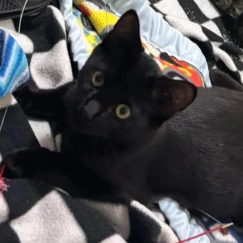 A baby medium-sized male Black Domestic Short Hair cat named Marvin Cotter for adoption in Eagle Mountain, UT
