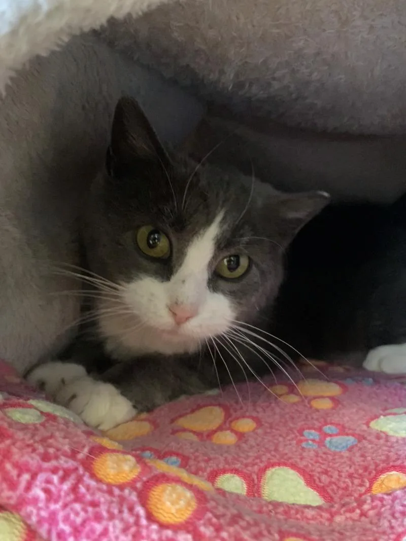 An adult medium-sized female British Shorthair cat named Diva for adoption in Cortland, NY