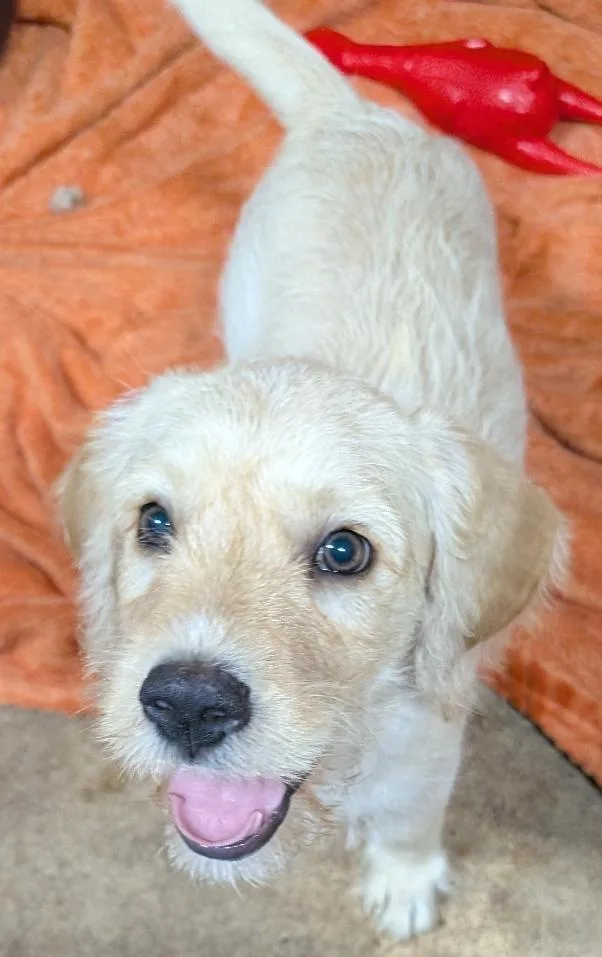 A baby medium-sized male Apricot / Beige Goldendoodle dog named Parker for adoption in Watertown, CT
