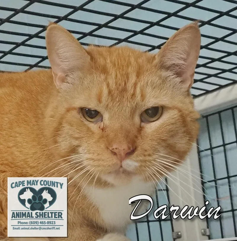 A senior medium-sized male Orange / Red Domestic Short Hair cat named Darwin & Nigel for adoption in Cape May Court House, NJ