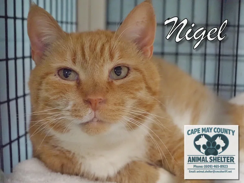 Darwin & Nigel thumbnail 4