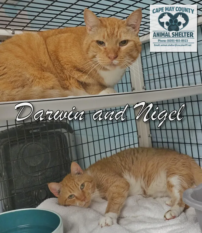 Darwin & Nigel thumbnail 5