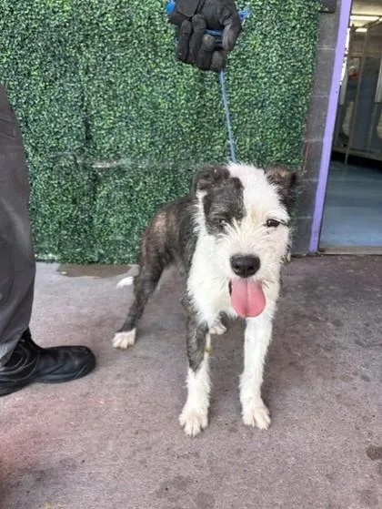 An adult medium-sized female Gray / Blue / Silver Mixed Breed dog named Parfait for adoption in El Paso, TX