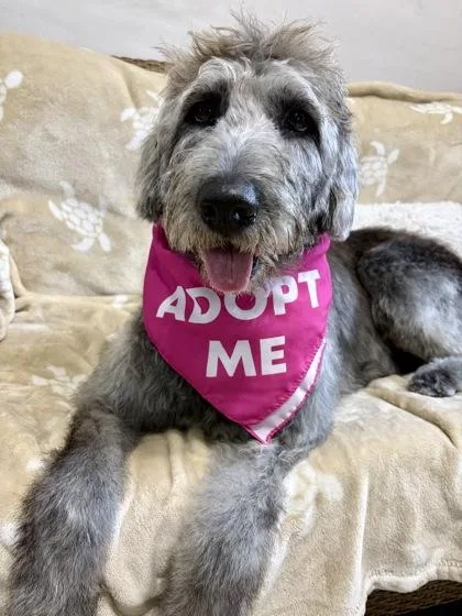 An adult large-sized female Gray / Blue / Silver Labradoodle dog named Coco for adoption in Key West, FL