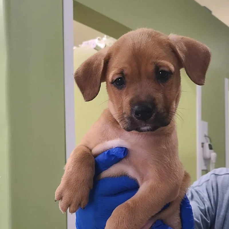 A baby medium-sized male Mixed Breed dog named Jim for adoption in Seminole, FL