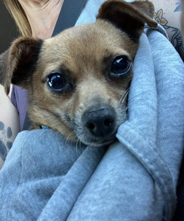 An adult small-sized male Chihuahua dog named Spike for adoption in Santa Barbara, CA