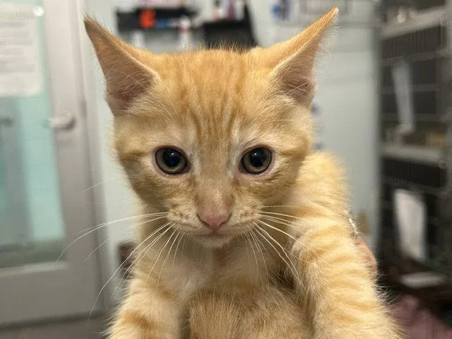 A baby small-sized male Orange / Red Domestic Short Hair cat named Harbor for adoption in Tavares, FL