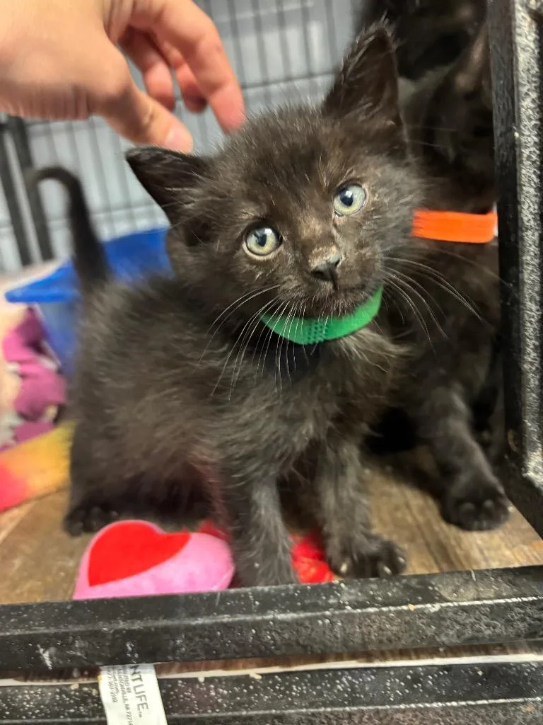 A baby medium-sized male Domestic Short Hair cat named Dopey for adoption in Algona, IA
