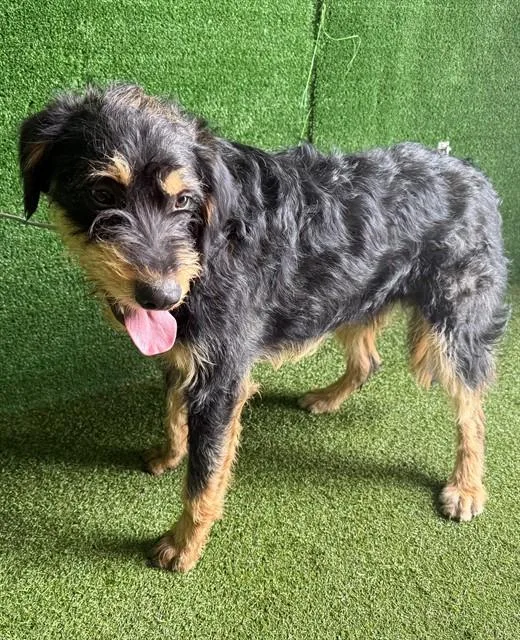 A young large-sized male Schnauzer dog named Justin for adoption in Lancaster, CA
