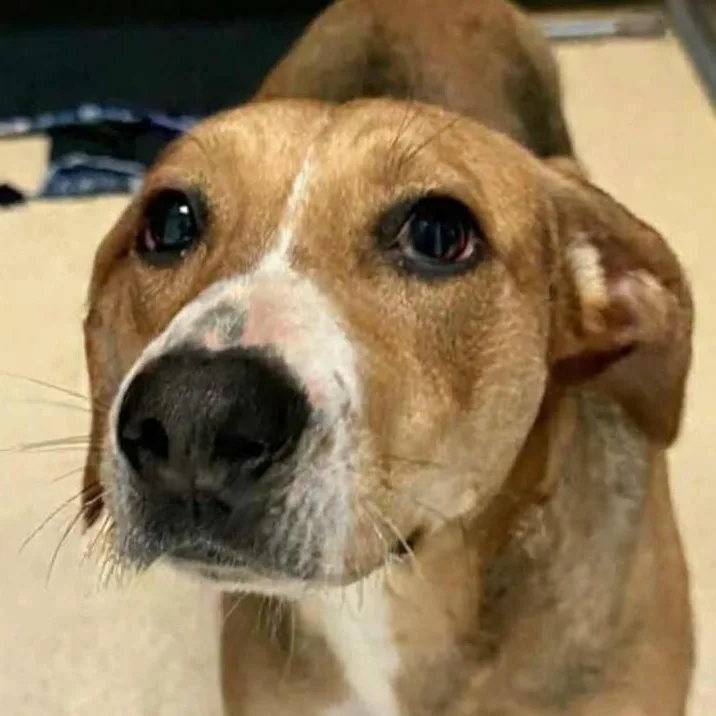 An adult medium-sized female Tricolor (Brown, Black, & White) Beagle dog named Ava for adoption in Tappahannock, VA
