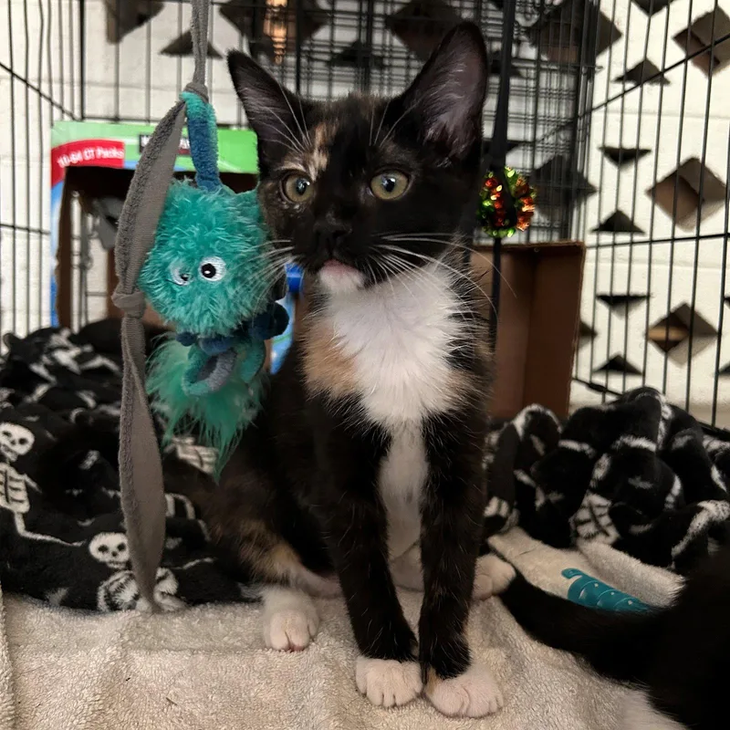 A baby small-sized female Domestic Short Hair cat named Lara for adoption in Phoenix, AZ