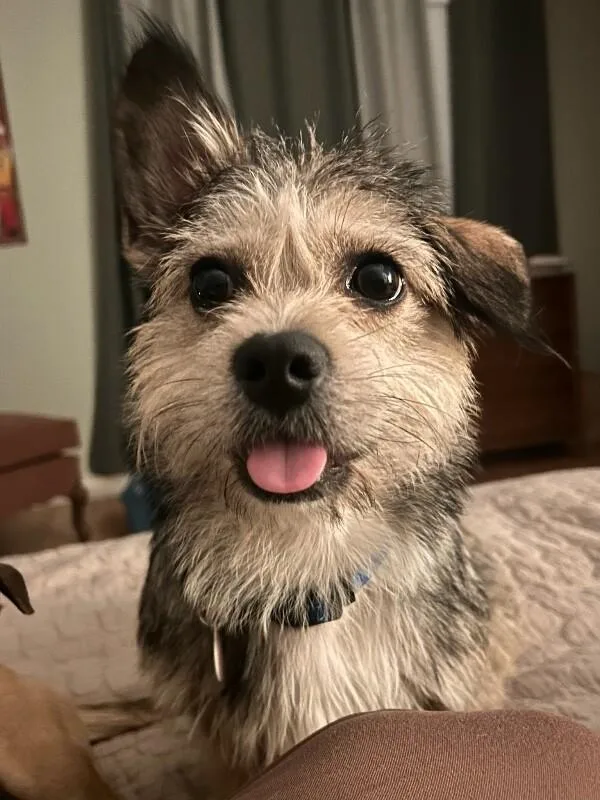 An adult medium-sized female Border Terrier dog named Scout for adoption in Manhattan Beach, CA