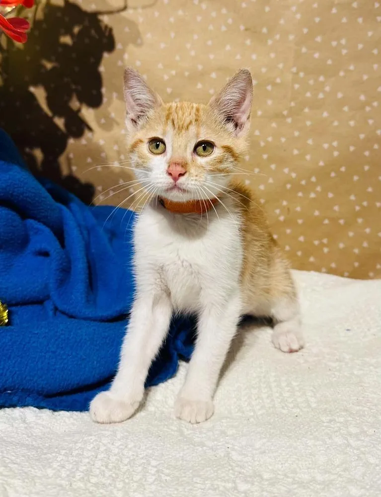 A baby small-sized female Domestic Short Hair cat named Monica for adoption in Groveland, MA