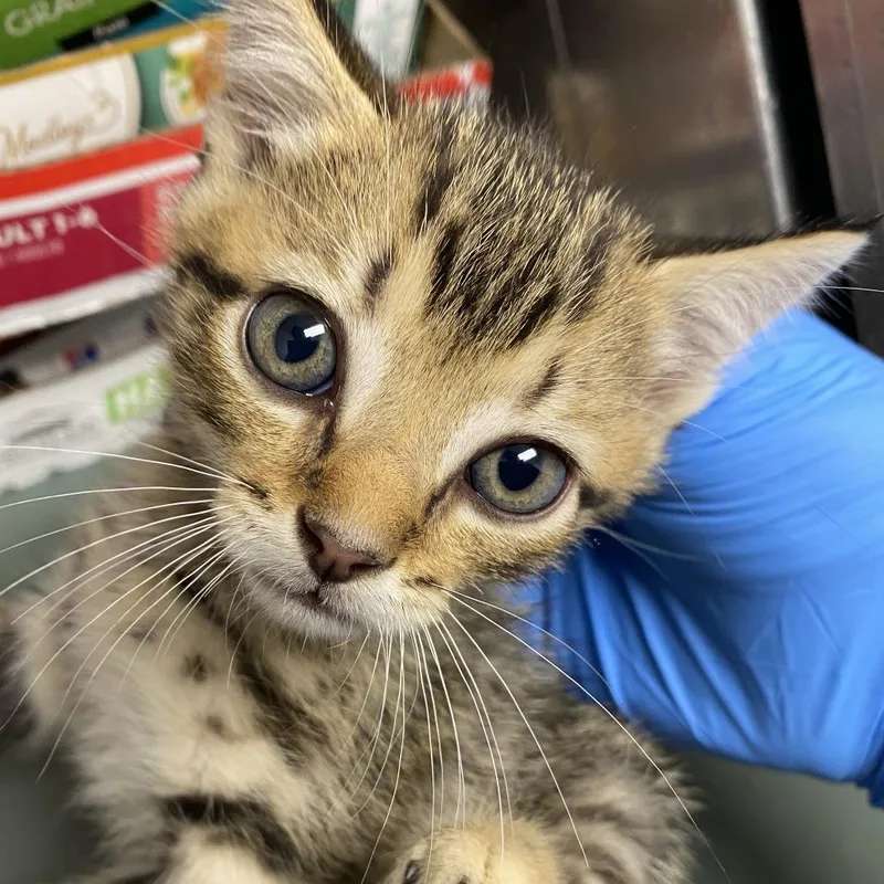 A baby small-sized male Brown / Chocolate Domestic Short Hair cat named 71687 for adoption in Harrisonburg, VA
