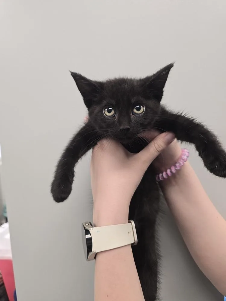 Baby Dade
