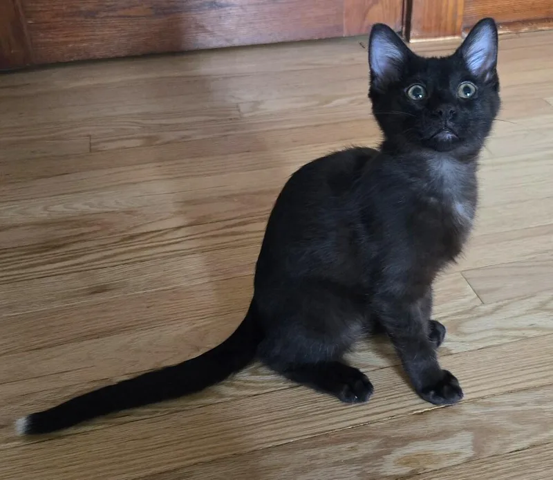 A baby small-sized female Black Domestic Short Hair cat named Micki for adoption in Omaha, NE