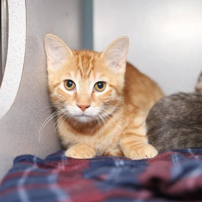 A baby small-sized male Orange / Red Domestic Short Hair cat named Excavator for adoption in Evansville, IN