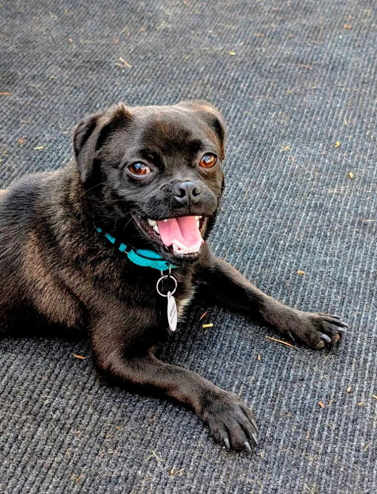 An adult small-sized male Black Pug dog named Petey for adoption in Los Angeles, CA