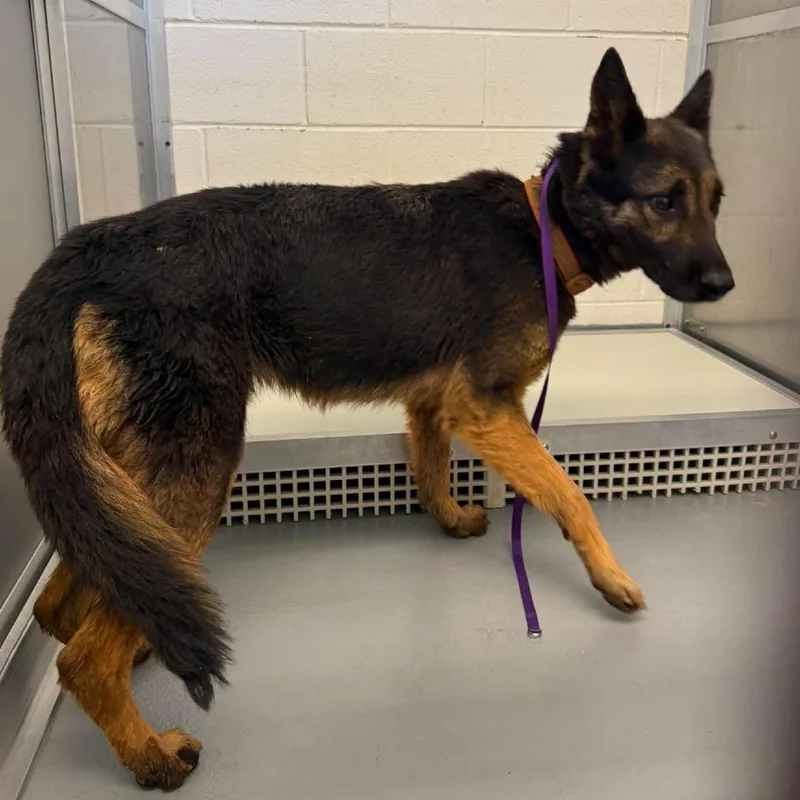 An adult medium-sized female Yellow / Tan / Blond / Fawn German Shepherd Dog dog named Christmas for adoption in Rocky Mount, VA