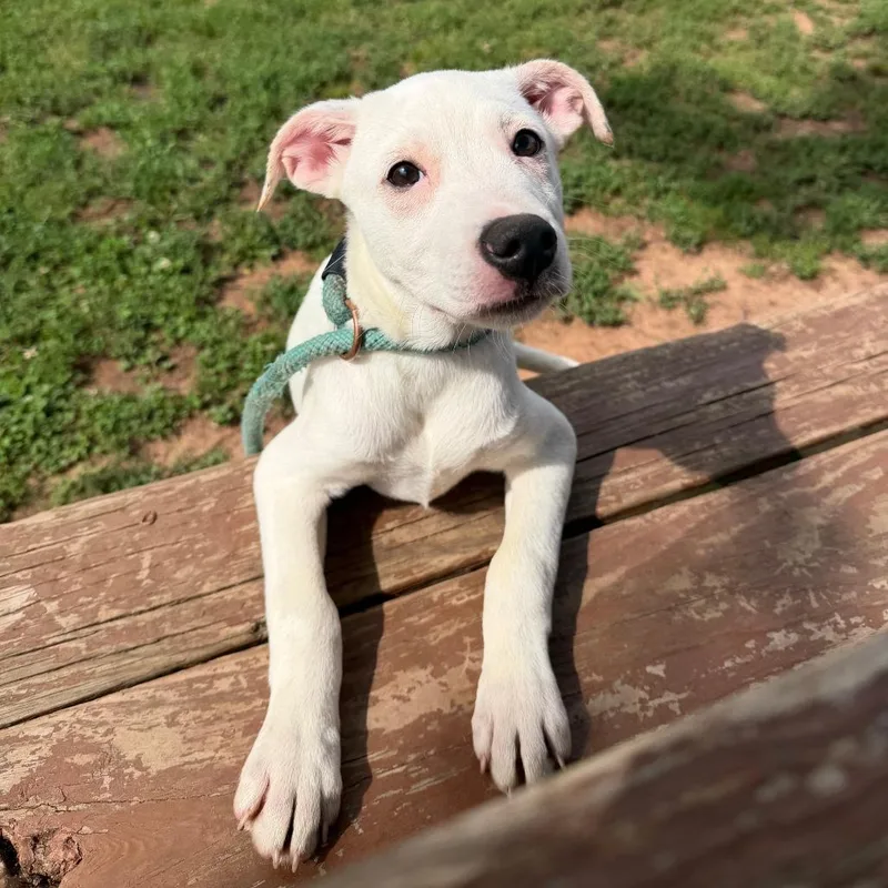 A baby small-sized female White / Cream Shepherd dog named Ghost for adoption in Stillwater, OK