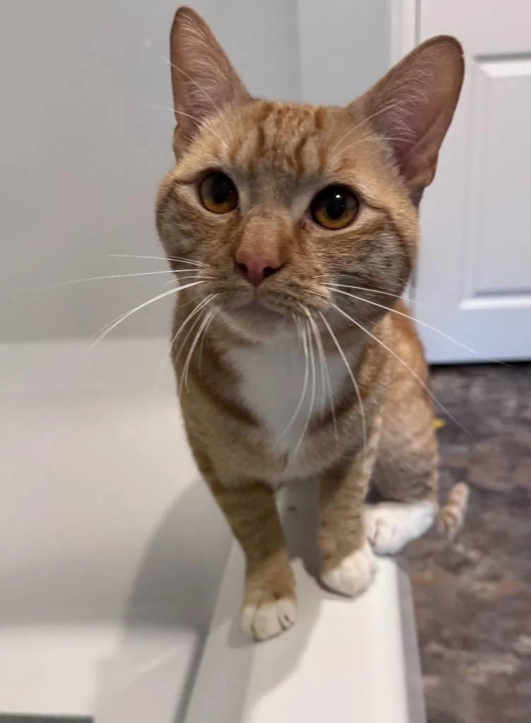 A young medium-sized male Domestic Short Hair cat named Rusty for adoption in Pawtucket, RI