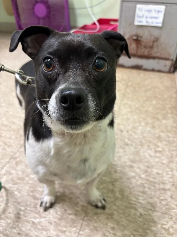 An adult medium-sized male Black Pug dog named Toby for adoption in Warren, PA