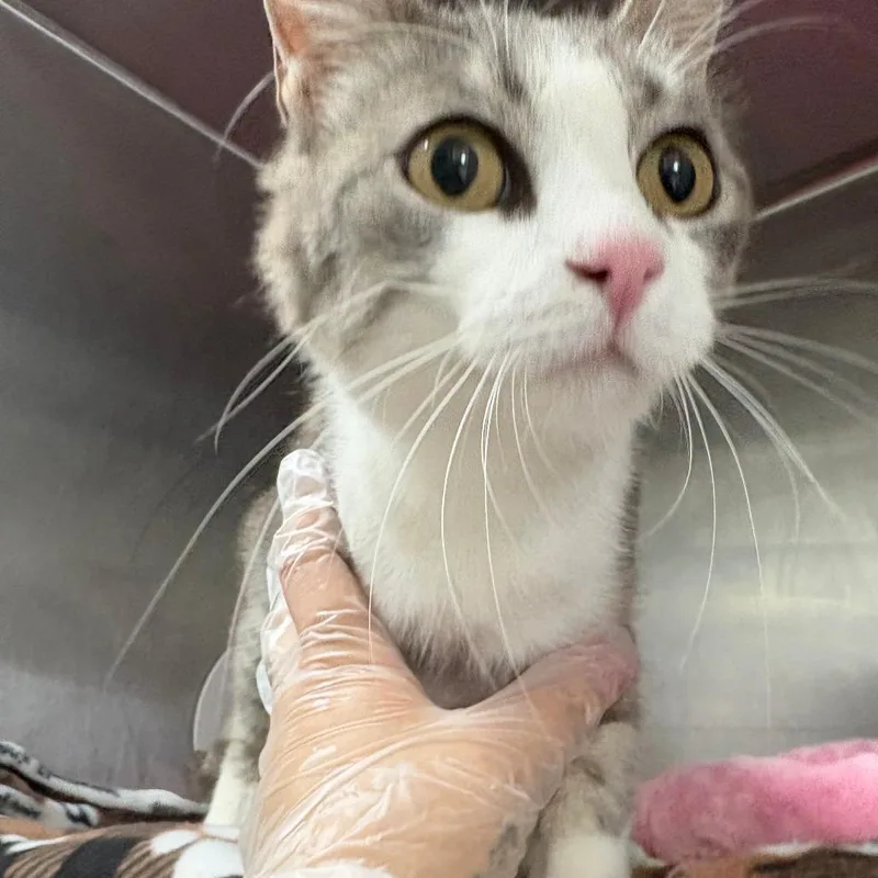 An adult medium-sized female White Domestic Short Hair cat named Azalea for adoption in Taos, NM