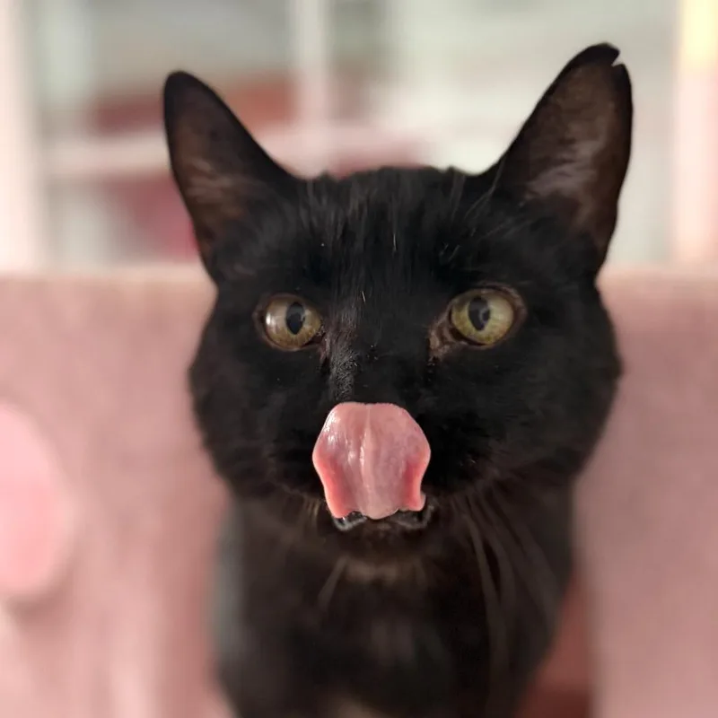 A senior extra large-sized male Black Domestic Short Hair cat named Tucker for adoption in Newberg, OR