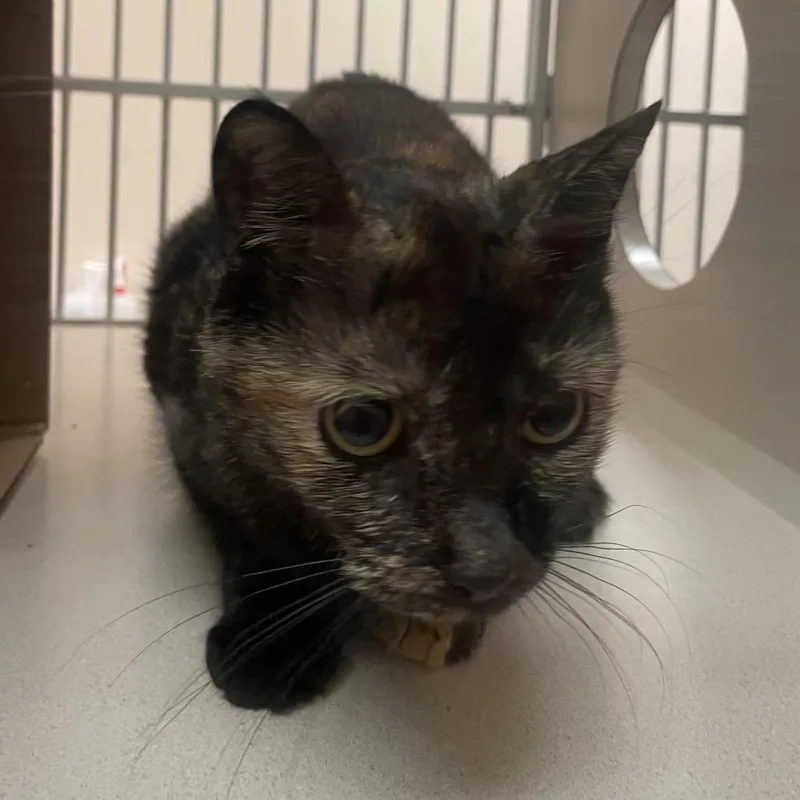 A young medium-sized female Tortoiseshell Domestic Short Hair cat named Violet for adoption in Ballston Spa, NY