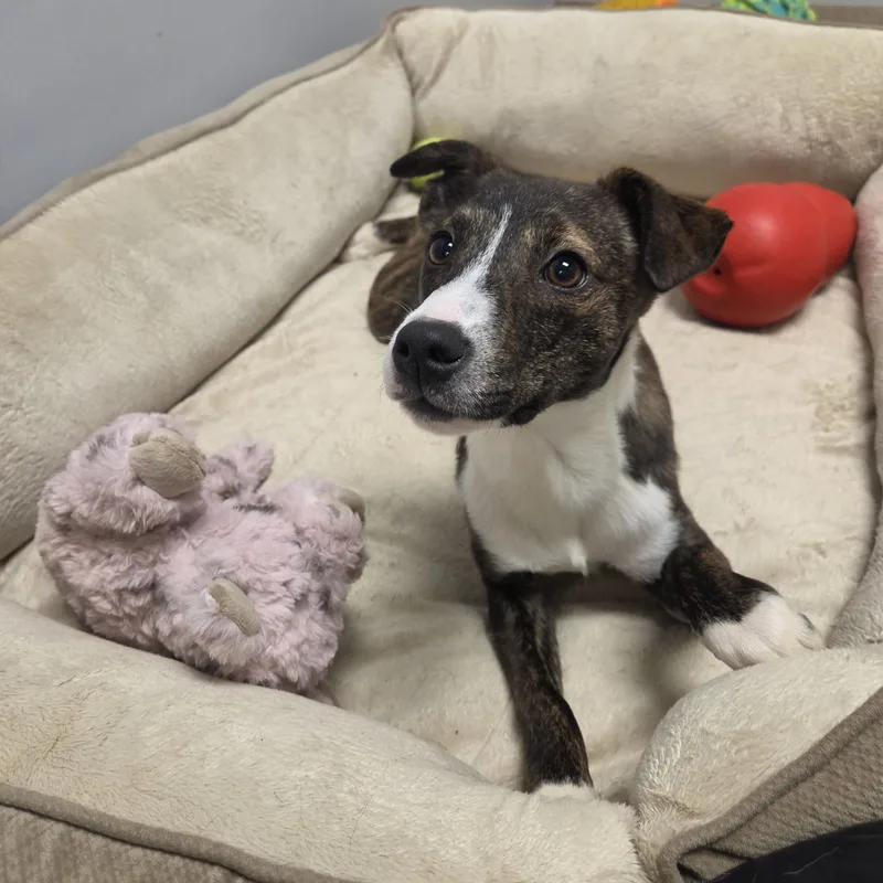 A baby medium-sized female Mixed Breed dog named Ayla for adoption in Watertown, NY