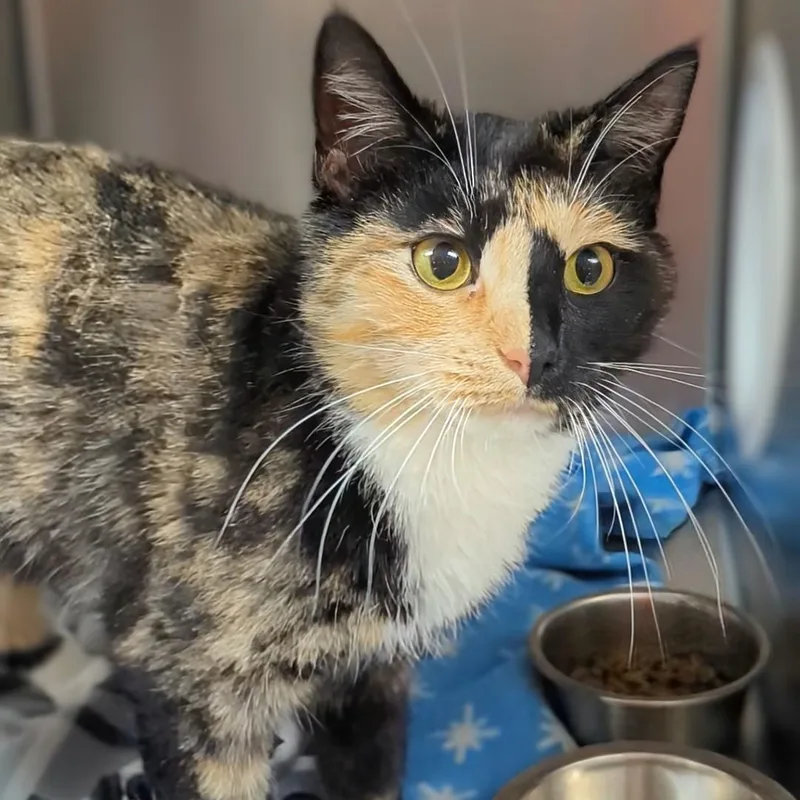 An adult medium-sized female Calico Domestic Short Hair cat named Lilith for adoption in West Jefferson, OH