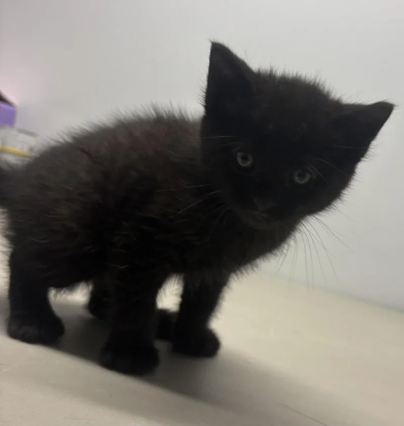 A baby medium-sized male Black Domestic Short Hair cat named Stormy for adoption in Delray, WV