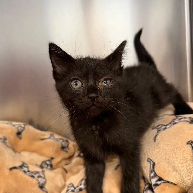 A baby small-sized male Black Domestic Short Hair cat named Paddleboard for adoption in Martinsville, VA