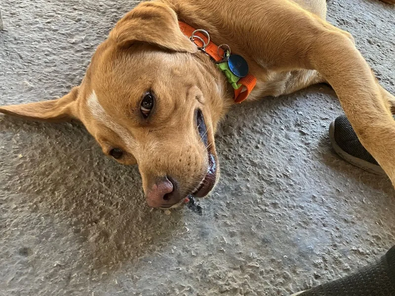 Canelo