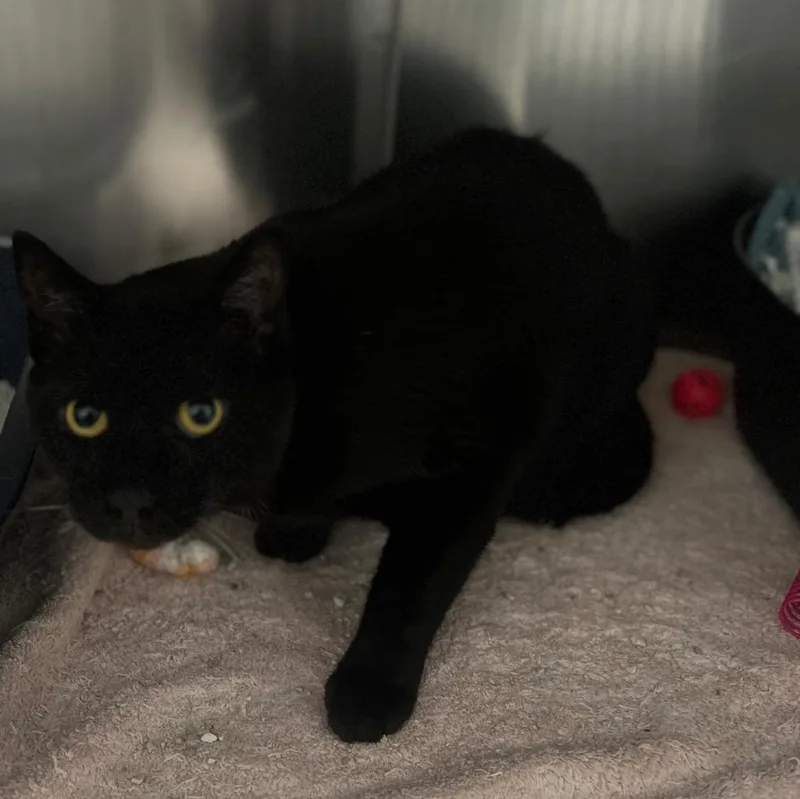 A senior small-sized male Domestic Short Hair cat named Loki for adoption in Labelle, FL