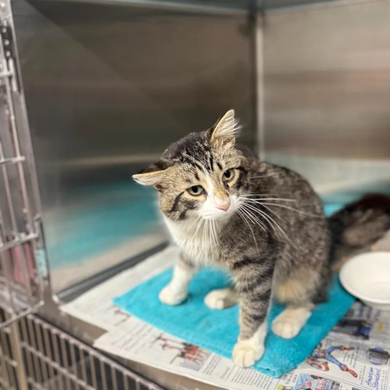 Tropical Smoothie thumbnail 2